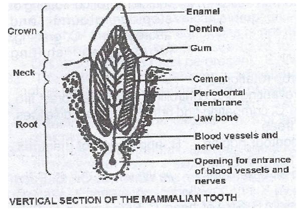 Tooth Diagram